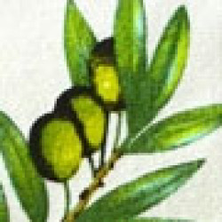option-image
